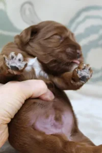 One week Asher belly One week Asher belly