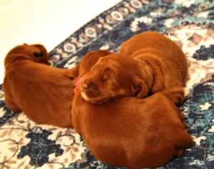 One week litter 2 Ally and Nelson's puppies are here!