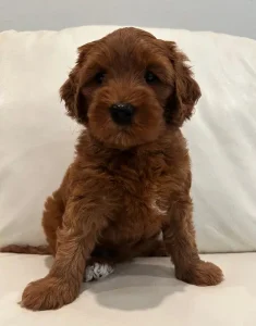 Six weeks Adeline 1 therapy dogs best Oregon labradoodle breeder
