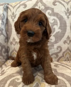 Six weeks Amber 1 Six weeks Amber 1