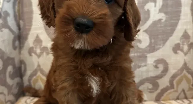 Ally and Nelson’s puppies are home Six weeks Amber 1