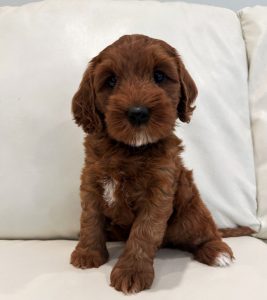 Six weeks Amber Six weeks Amber