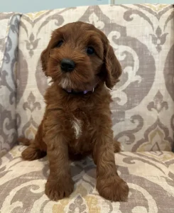 Six weeks Amber 3 Six weeks Amber 3