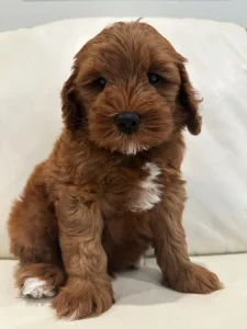 Six weeks Asher 1 Six weeks Asher 1