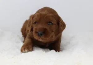 Ally and Nelson's puppies are here!