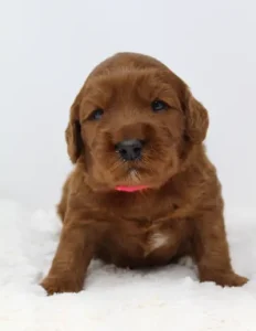 Three weeks Adeline