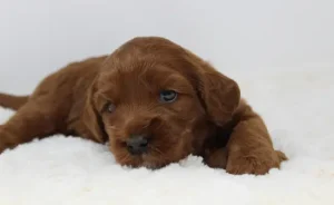 Three weeks Amber 2