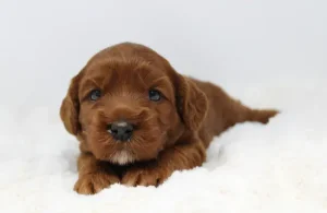 Ally and Nelson's puppies are here!