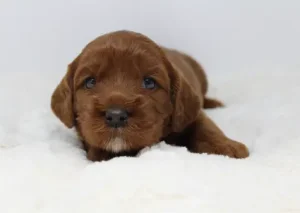 Three weeks Amber