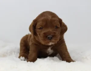 Three weeks Asher 2