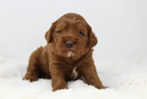 Three weeks Asher