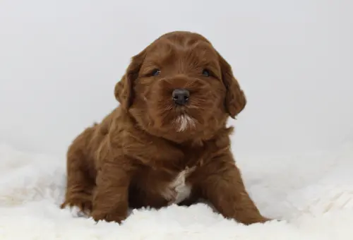 Ally and Nelson’s puppies are here! Three weeks Asher 5