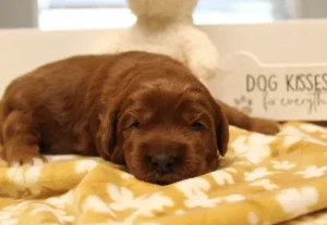 Two weeks Adeline 2 Ally and Nelson's puppies are here!