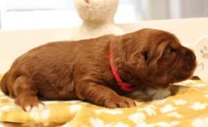 Two weeks Adeline 3 Two weeks Adeline 3