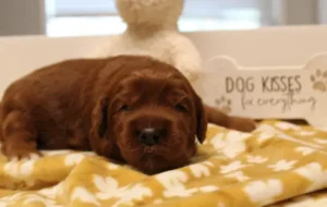 Two weeks Adeline Ally and Nelson's puppies