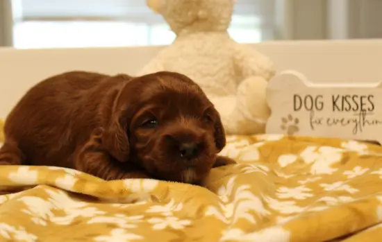 Ally and Nelson’s puppies are here! Two weeks Amber 2