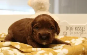 Two weeks Amber Two weeks Amber