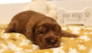 Two weeks Asher 2 Two weeks Asher 2