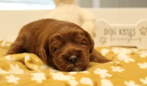 Two weeks Asher Two weeks Asher