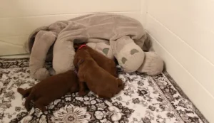 Two weeks litter Ally and Nelson's puppies are here!
