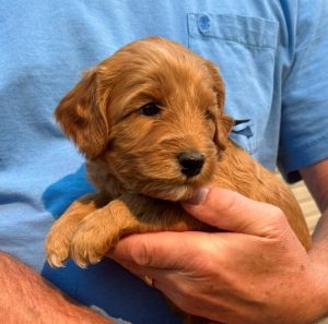Trails End Lentil Guardianship program labradoodle puppies breeder