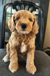 labradoodle guardianship guardian best breeder